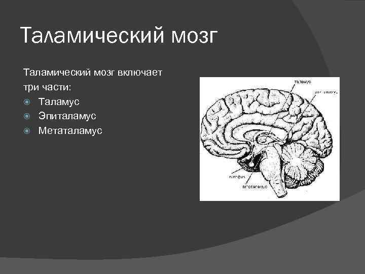 Таламический мозг включает три части: Таламус Эпиталамус Метаталамус 