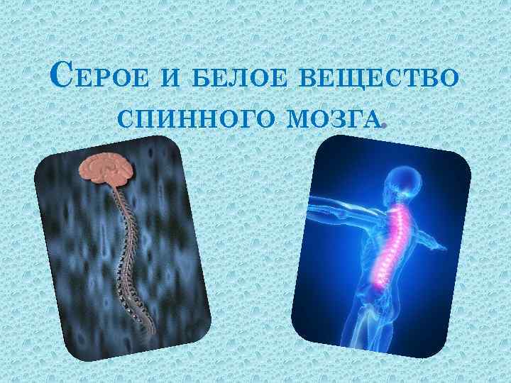 СЕРОЕ И БЕЛОЕ ВЕЩЕСТВО СПИННОГО МОЗГА. 