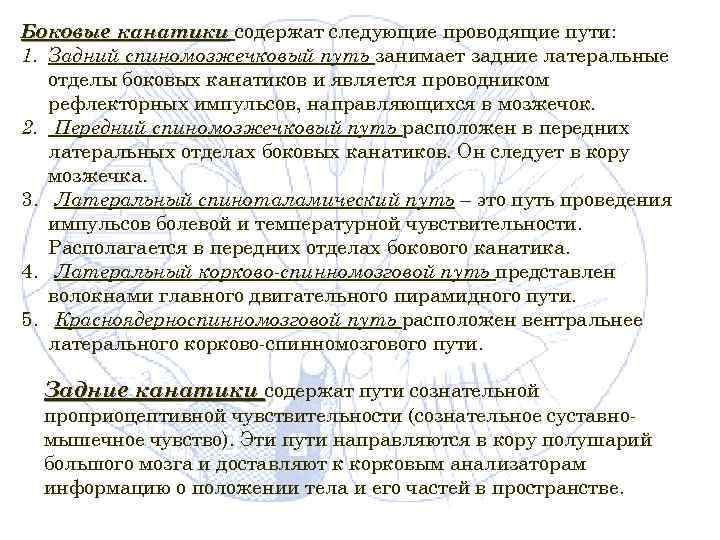 Боковые канатики содержат следующие проводящие пути: 1. Задний спиномозжечковый путь занимает задние латеральные отделы