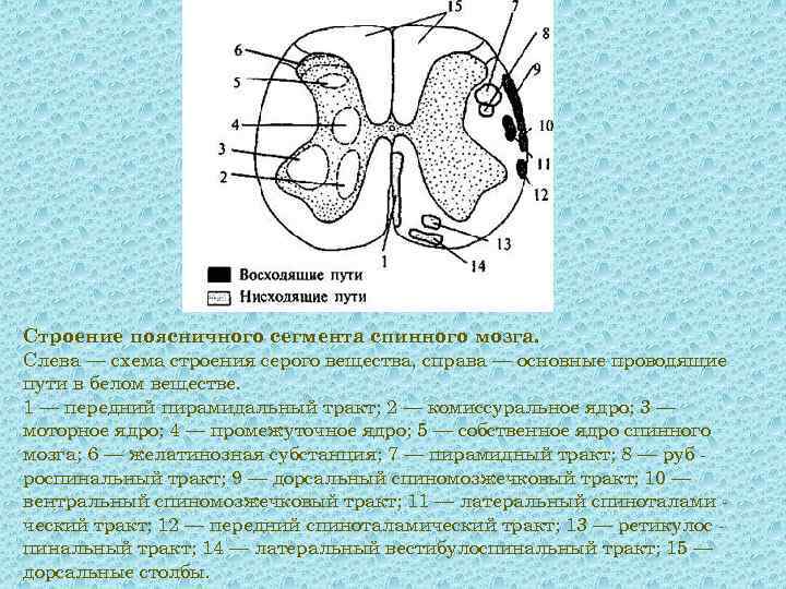 Схема внутреннего строения спинного мозга топография серого и белого вещества