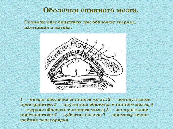 Оболочки спинного мозга. Оболочки и пространства спинного мозга схема. Схематическое изображение оболочек спинного мозга. Пространство между твердой и паутинной оболочками спинного. Три оболочки спинного мозга.