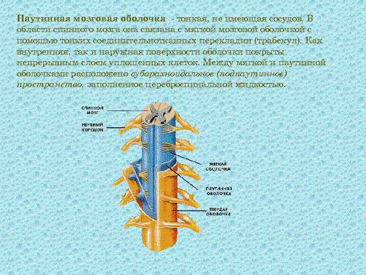 Паутинная оболочка. Миелоархитектоника белого вещества спинного мозга. Топография серого и белого вещества спинного мозга. Презентация на тему спинной мозг. Серое вещество спинного мозга представляет собой.