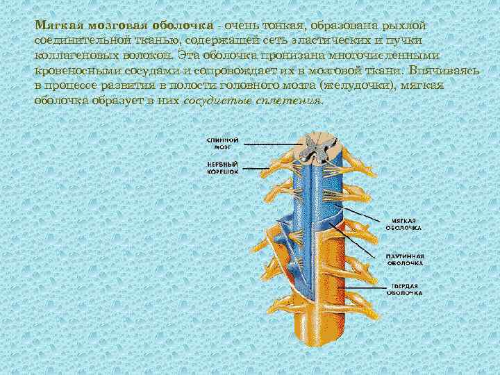 Белое вещество спинного мозга. Мягкая мозговая оболочка ткань. Серое и белое вещество спинного мозга. Белое вещество спинного мозга презентация.