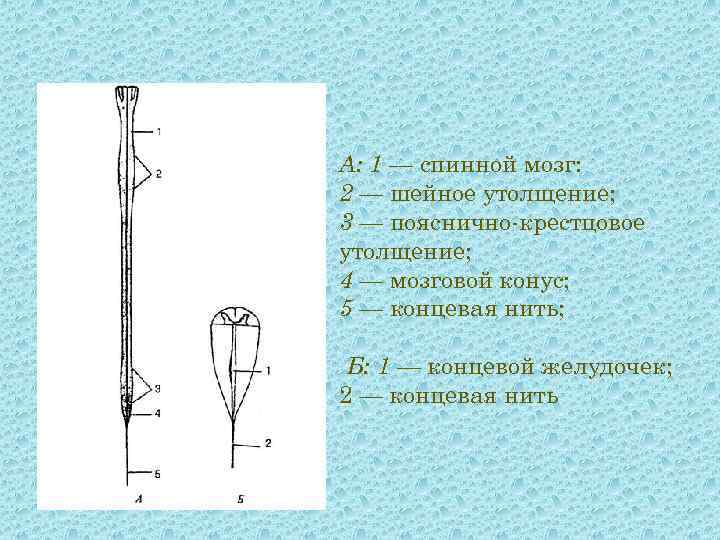 А: 1 — спинной мозг: 2 — шейное утолщение; 3 — пояснично-крестцовое утолщение; 4