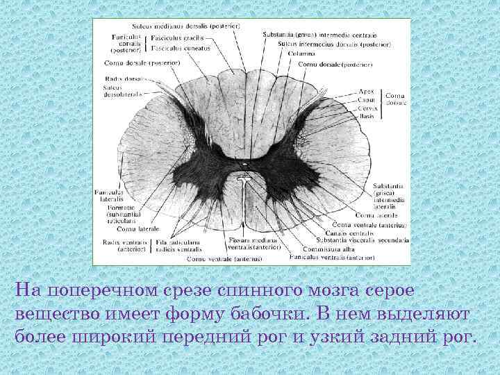 На поперечном срезе спинного мозга серое вещество имеет форму бабочки. В нем выделяют более