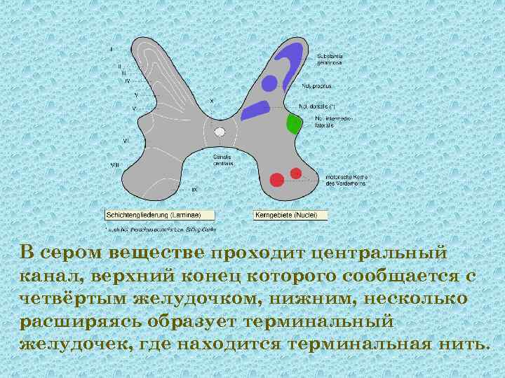 В сером веществе проходит центральный канал, верхний конец которого сообщается с четвёртым желудочком, нижним,