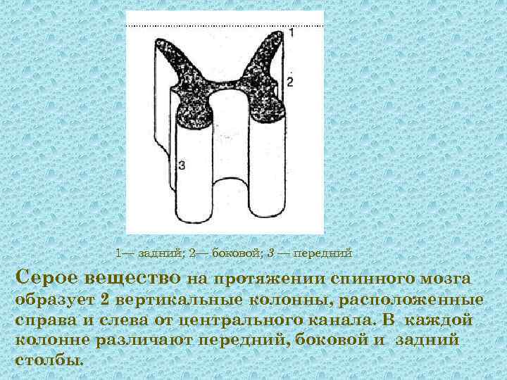 1— задний; 2— боковой; 3 — передний Серое вещество на протяжении спинного мозга образует