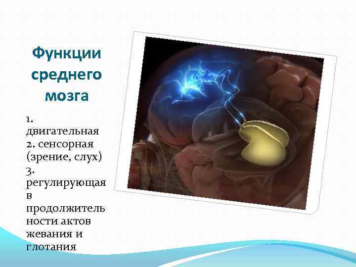 Функции среднего мозга 1. двигательная 2. сенсорная (зрение, слух) 3. регулирующая в продолжитель ности