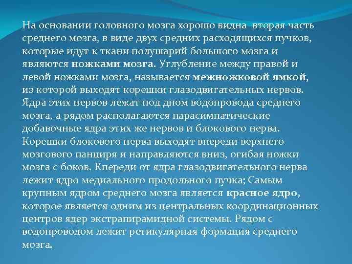 На основании головного мозга хорошо видна вторая часть среднего мозга, в виде двух средних