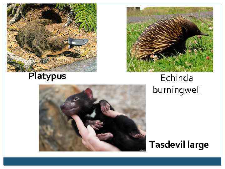 Platypus Echinda burningwell Tasdevil large 