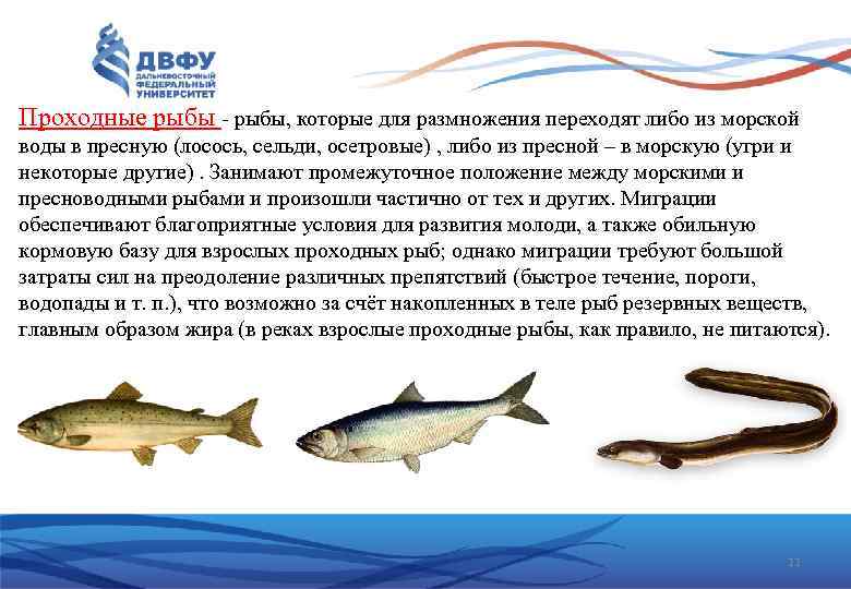 Проходные рыбы - рыбы, которые для размножения переходят либо из морской воды в пресную