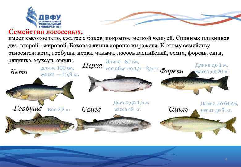 Семейство лососевых. имеет высокое тело, сжатое с боков, покрытое мелкой чешуей. Спинных плавников два,
