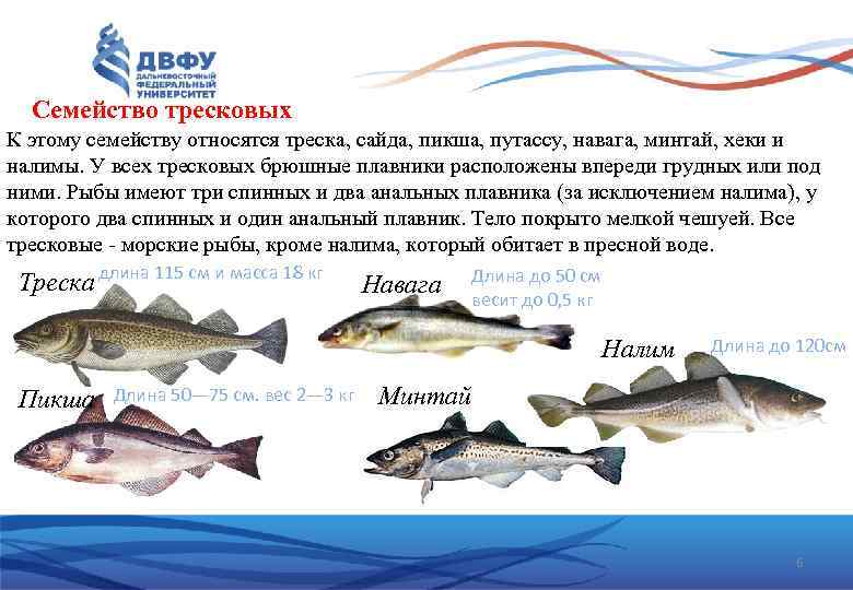 Семейство тресковых К этому семейству относятся треска, сайда, пикша, путассу, навага, минтай, хеки и