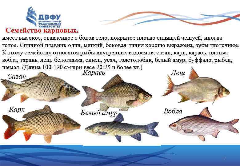 Семейство карповых. имеет высокое, сдавленное с боков тело, покрытое плотно сидящей чешуей, иногда голое.