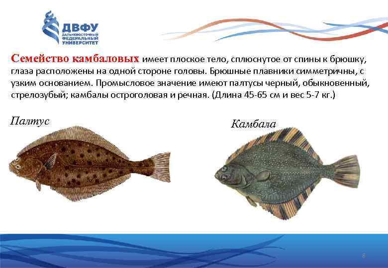 Семейство камбаловых имеет плоское тело, сплюснутое от спины к брюшку, глаза расположены на одной