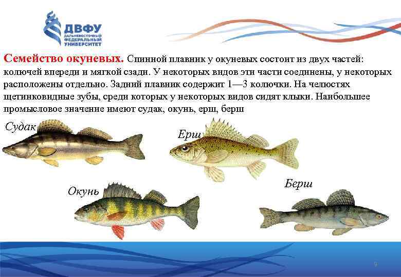 Рыба из окуневых. Семейство окуневых рыб названия. Окуневые рыбы представители. Характеристика семейства окуневых. Окуневые характеристика.
