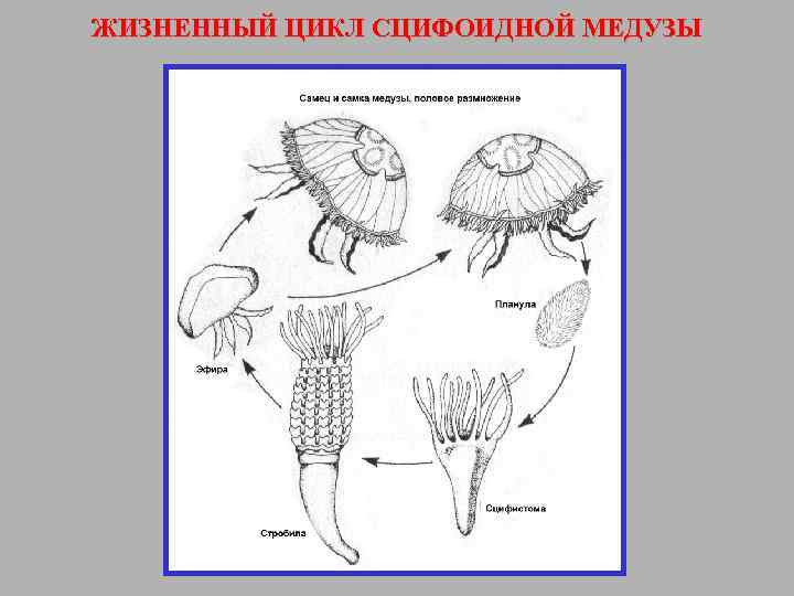 Картинки многоклеточных животных