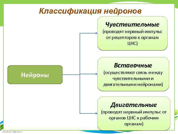 Классификация нейронов Чувствительные (проводят нервный импульс от рецепторов к органам ЦНС) Вставочные Нейроны (осуществляют