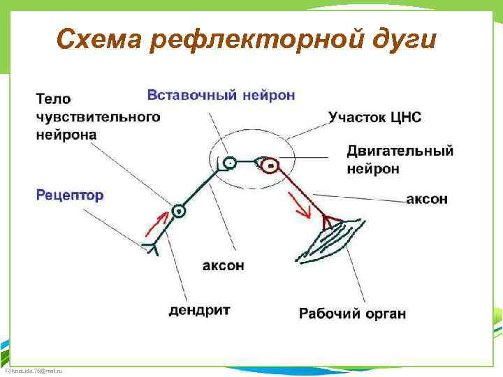 Схема рефлекторной дуги Fokina. Lida. 75@mail. ru 