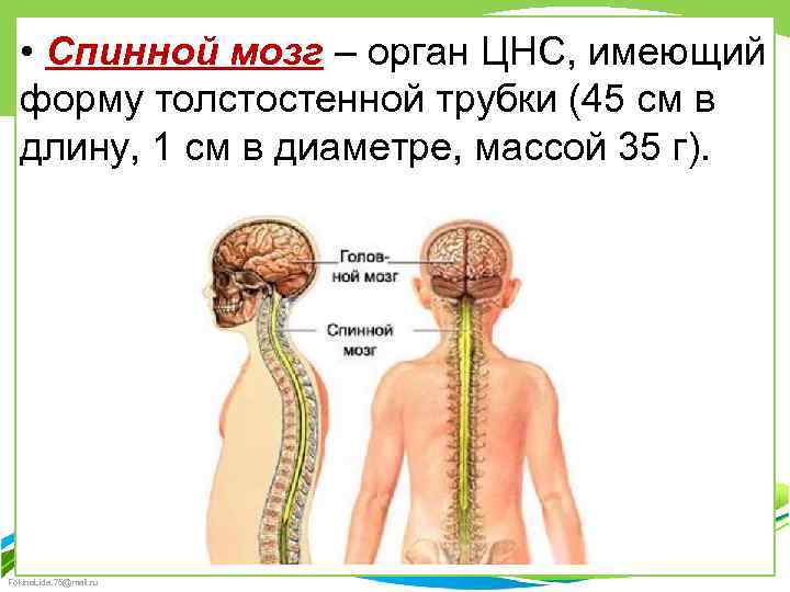  • Спинной мозг – орган ЦНС, имеющий форму толстостенной трубки (45 см в