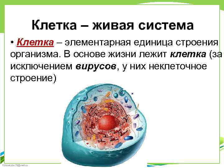 Клетка – живая система • Клетка – элементарная единица строения организма. В основе жизни