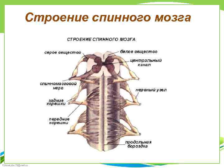 Выберите три верно обозначенные подписи к рисунку строение спинного мозга человека