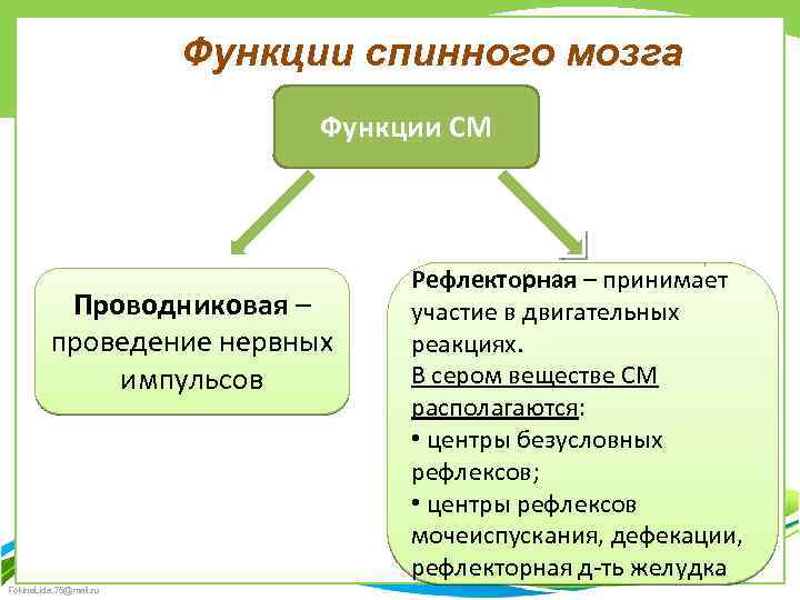 Функции спинного мозга Функции СМ Проводниковая – проведение нервных импульсов Fokina. Lida. 75@mail. ru