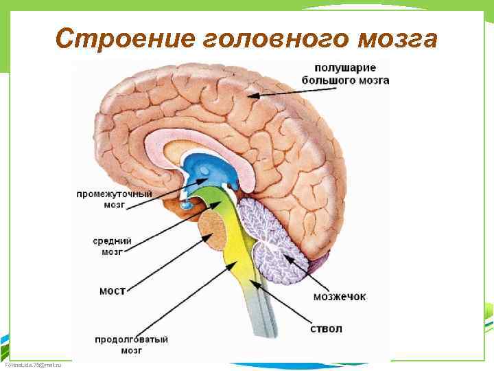 Строение головного мозга Fokina. Lida. 75@mail. ru 