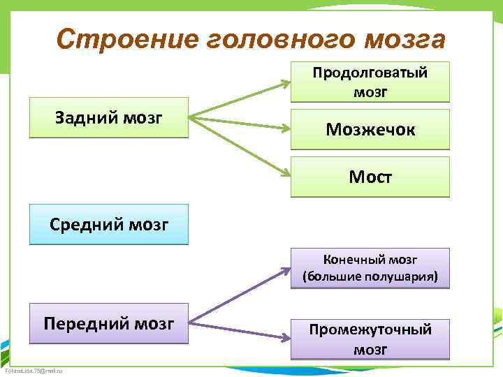 Строение головного мозга Продолговатый мозг Задний мозг Мозжечок Мост Средний мозг Конечный мозг (большие