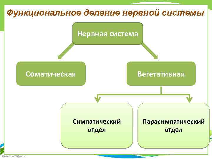 Схема функционального деления нервной системы