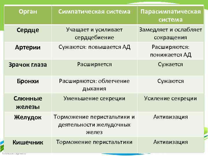 Симпатический отдел зрачок. Влияние симпатической и парасимпатической систем. Зрачок симпатическая система парасимпатическая система. Учащает сердечные сокращения парасимпатический и симпатический. Влияние симпатической нервной системы на сердце.