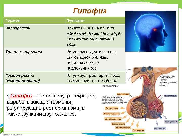 Гипофиз Гормон Функции Вазопрессин Влияет на интенсивность мочевыделения, регулирует количество выделяемой воды Тропные гормоны