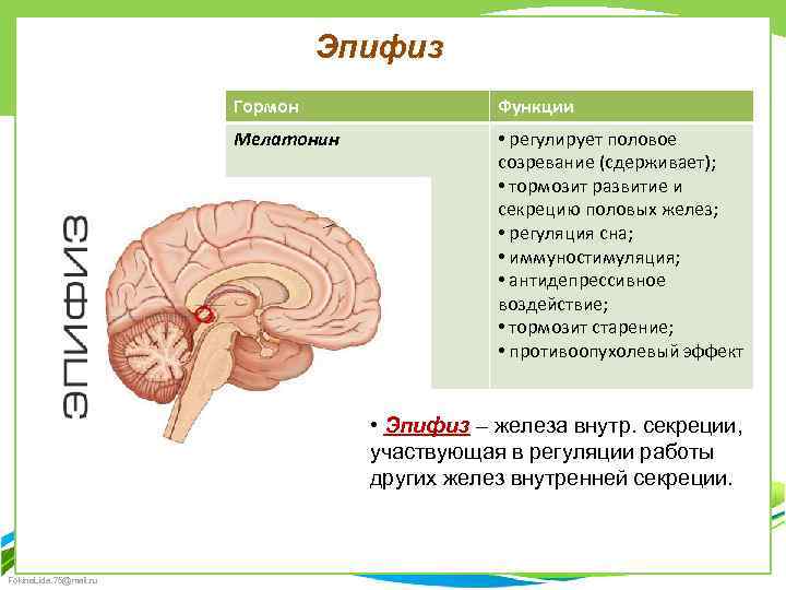 Эпифиз Гормон Функции Мелатонин • регулирует половое созревание (сдерживает); • тормозит развитие и секрецию