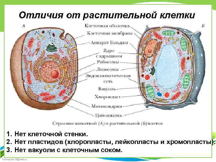 Отличия от растительной клетки 1. Нет клеточной стенки. 2. Нет пластидов (хлоропласты, лейкопласты и