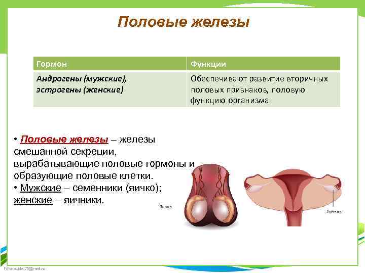 Половые железы Гормон Функции Андрогены (мужские), эстрогены (женские) Обеспечивают развитие вторичных половых признаков, половую