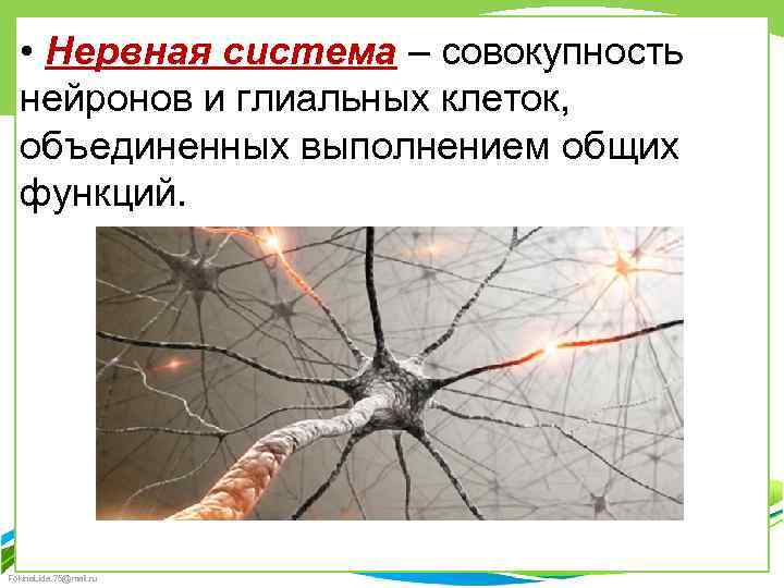  • Нервная система – совокупность нейронов и глиальных клеток, объединенных выполнением общих функций.