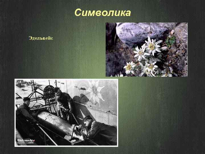 Символика Эдельвейс 