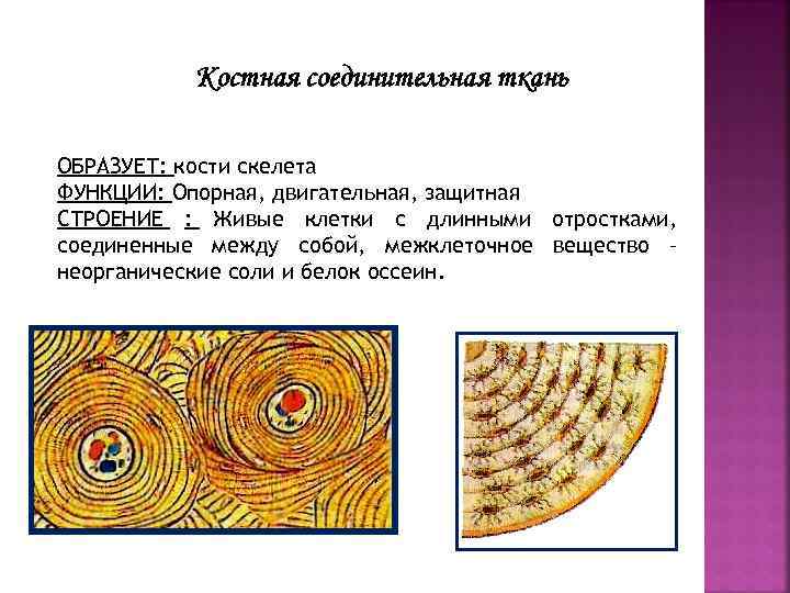 Источник развития скелетных тканей