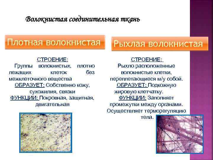 Характеристика рыхлой волокнистой ткани