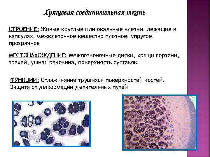 Костная соединительная ткань особенности