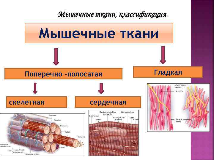 Мышечные ткани, классификация Мышечные ткани Поперечно –полосатая скелетная сердечная Гладкая 