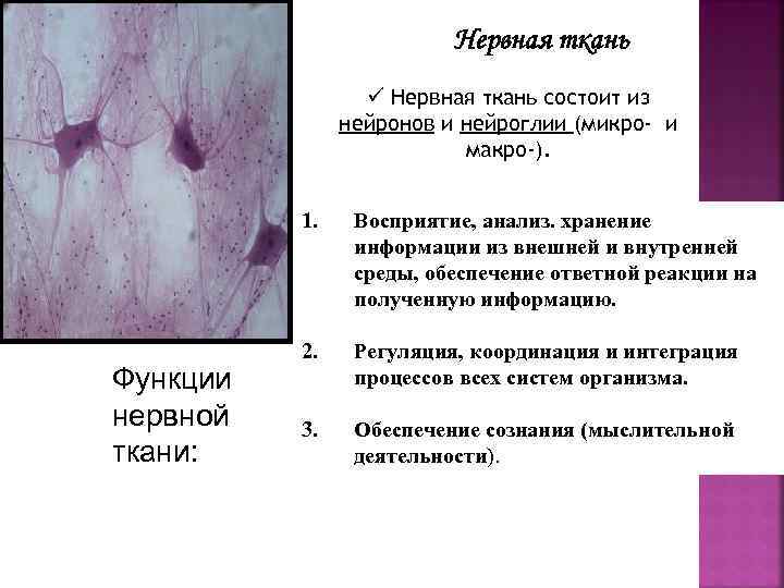 Внутренняя ткань. Микро- и макроэлементов нервной ткани формирование. Для чего служит нервная ткань.