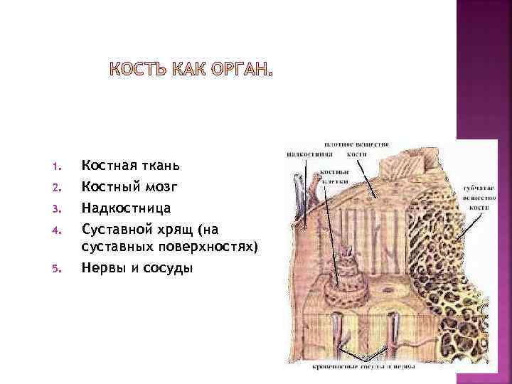 Надкостница рисунок с подписями