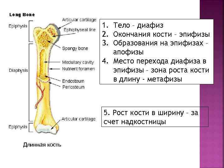 Диафиз большеберцовой кости где находится у человека фото