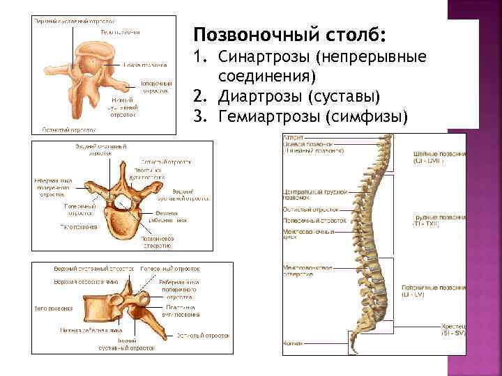 Соединения позвоночника суставы. Соединения костей синартрозы гемиартрозы диартрозы. Типы соединения костей синартрозы. Соединения позвоночного столба синартрозы, синдесмозы. Диартроз соединение костей.