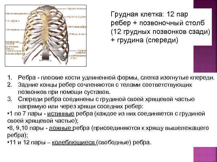 Грудная клетка: 12 пар ребер + позвоночный столб (12 грудных позвонков сзади) + грудина