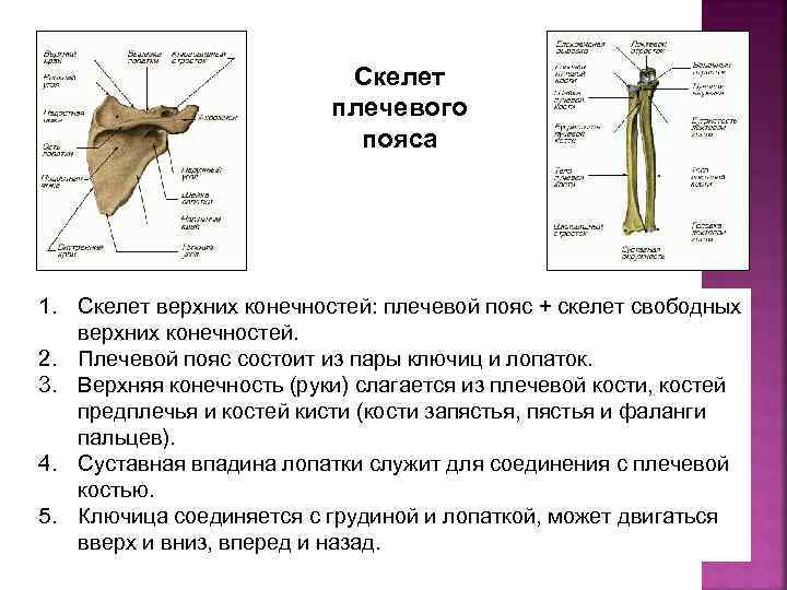 Скелет плечевого пояса. 1.Скелет плечевого пояса. Скелет плечевого пояса рис 33. Плечевой пояс и скелет верхних конечностей. Скелет пояса верхних конечностей состоит из.