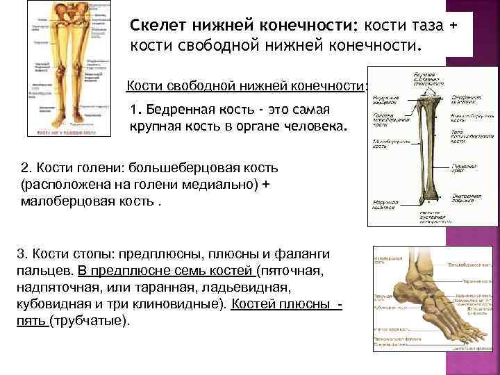 Скелет нижней конечности: кости таза + кости свободной нижней конечности. Кости свободной нижней конечности: