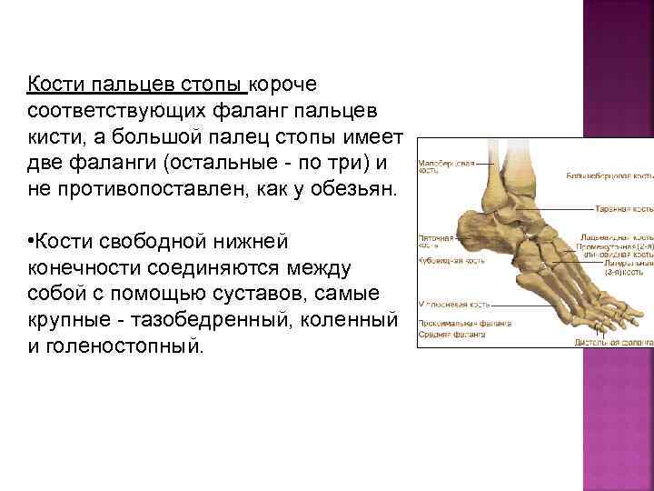 Короткая стопа