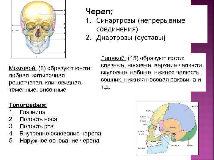 Проверочная работа головной мозг 8 класс